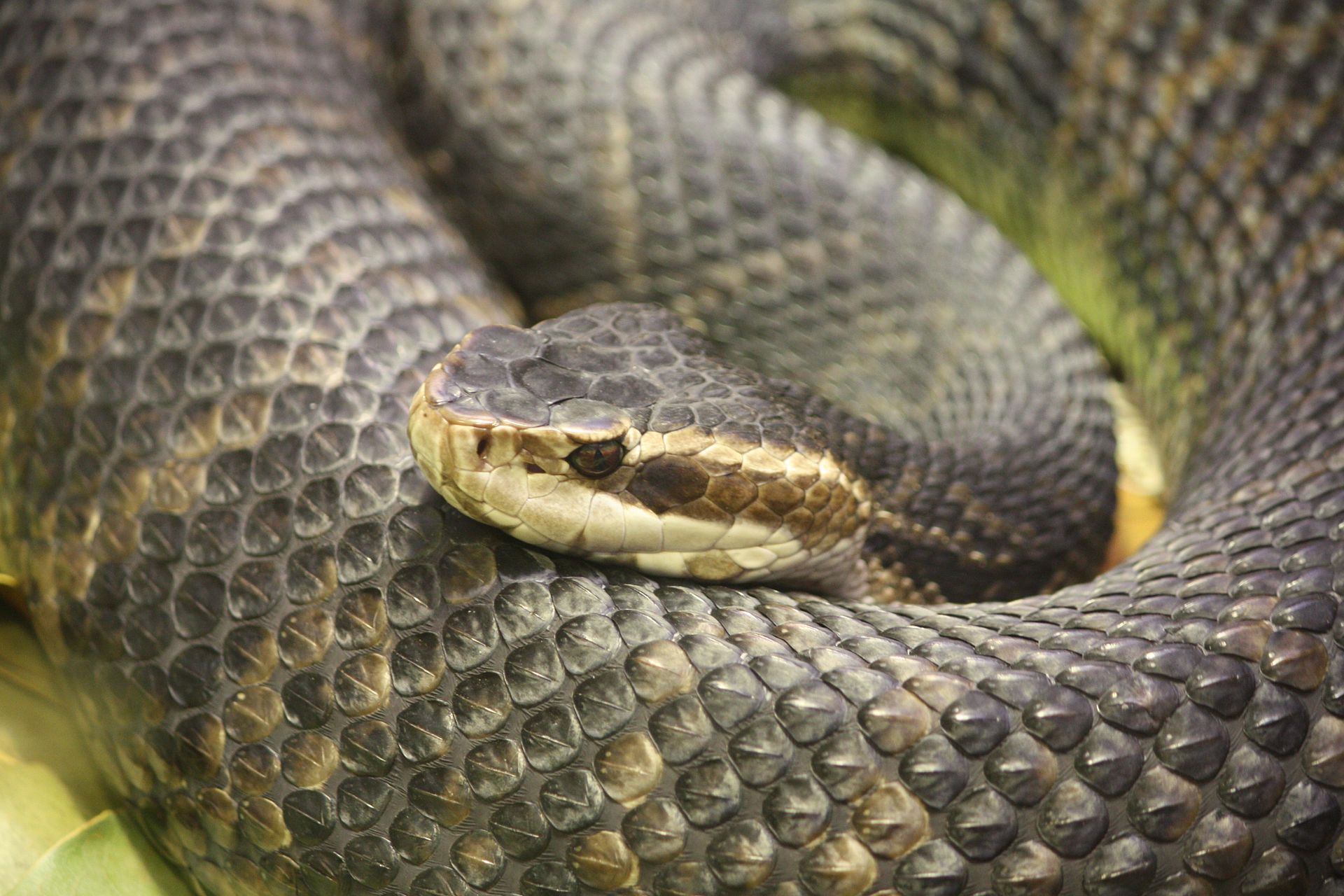 The Top 10 Deadliest Snakes in North America | OutdoorHub