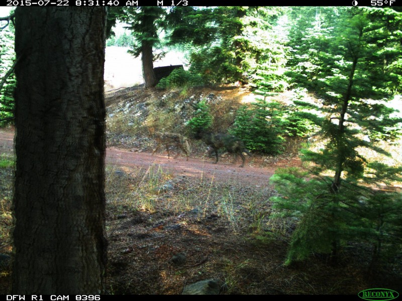 This overlay shows the size difference between a coyote (left) and what may be a wolf (right).