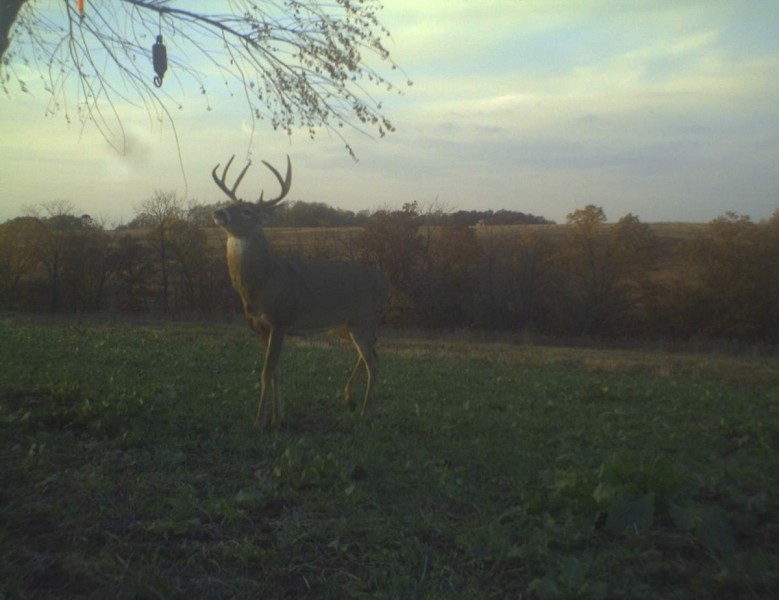 Bucks are drawn to scrape drippers because the scent they disperse is always fresh.