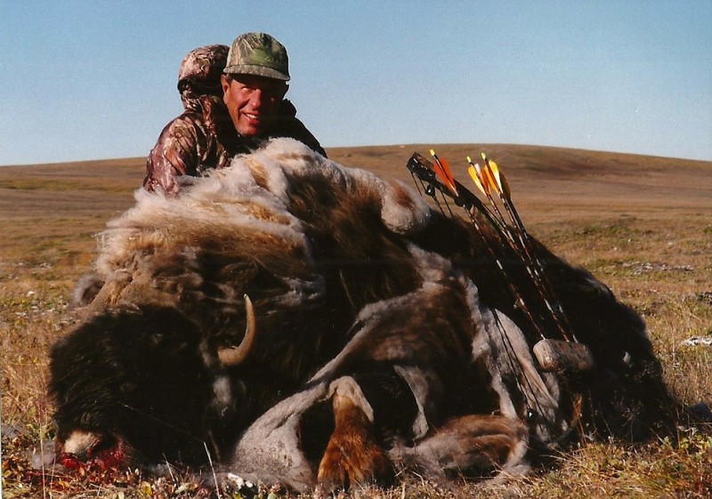 The author's second muskox bull, prior to qiviut removal (save for the animal's face). Image courtesy Dennis Dunn.