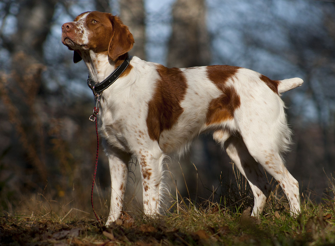 The Top 10 Smartest Hunting Dog Breeds 