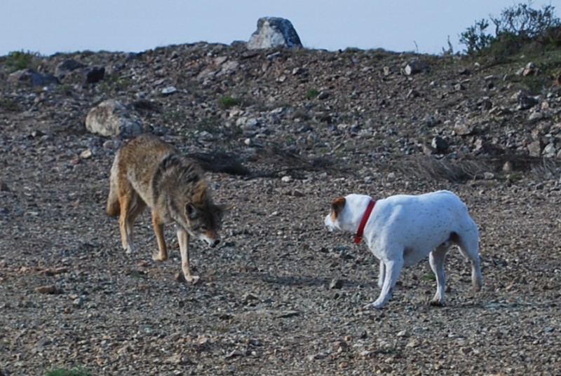 Coyote_vs_Dog