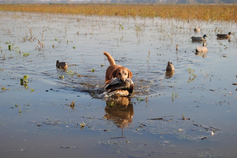 A Labrador retriever fetches a duck at Shiawassee River.