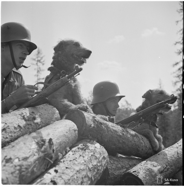 Finnish soldiers with canine companions. Both soldiers appear to be equipped with Finnish-modified Mosin-Nagant rifles. Date Taken: July 8, 1942.