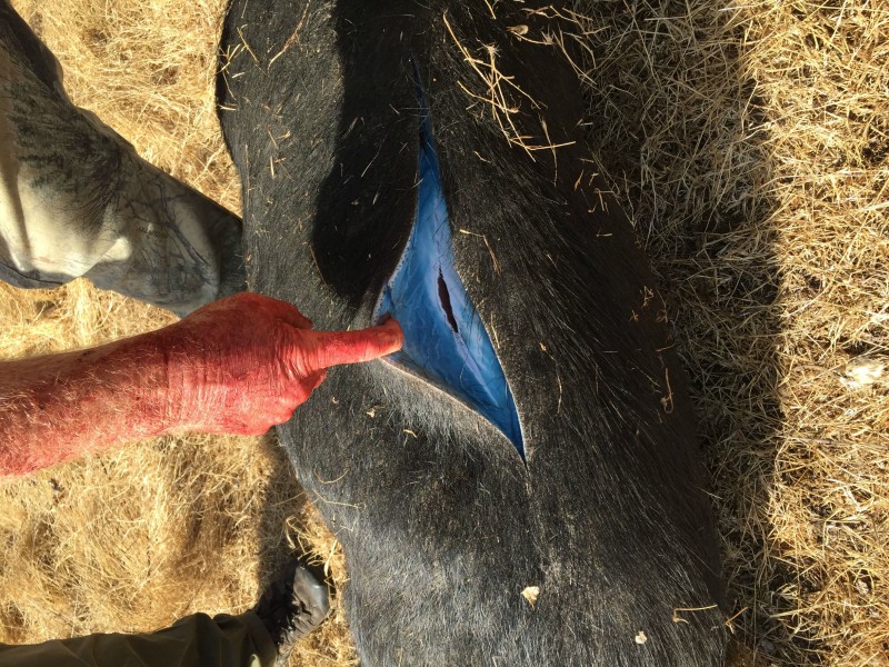 Hunters in California made an unexpected find inside a wild hog they recently killed. Have you ever seen this kind of blue fat in an animal before?