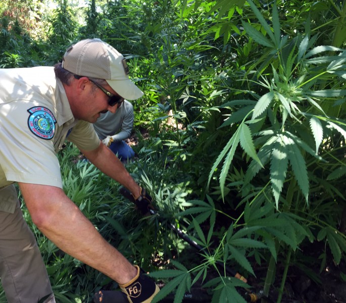 Game wardens remove plants from a cleverly hidden marijuana farm in Texas.
