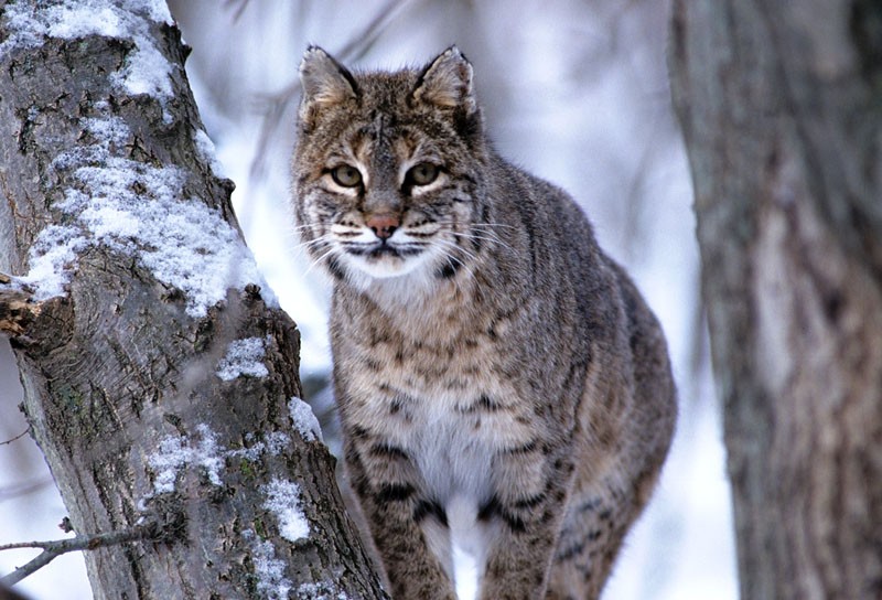 Bobcats are one of many Wisconsin animals that have been mistaken for cougars in recent years. Other false sightings proved to be yellow Labradors, red fox, and common housecats. Wisconsin DNR photo by Herb Lange.