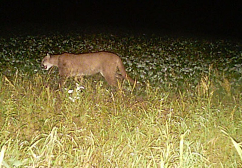 The Wisconsin DNR has confirmed at least one cougar sighting every year since 2008, including three this year, all in July, all possibly the same cat. Image courtesy Wisconsin DNR.