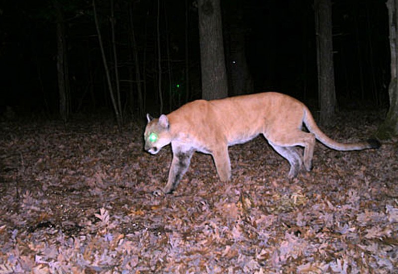Even though most cougar sightings prove erroneous, the Wisconsin DNR encourages people to report possible sightings as soon as possible. Image courtesy Wisconsin DNR.