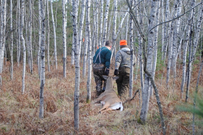 Hunters drag a deer back to camp on opening day of the firearms season.