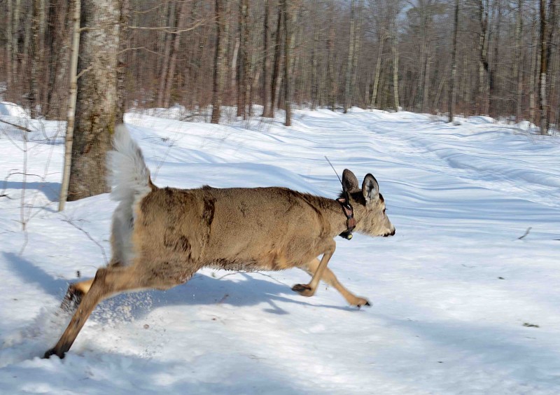 Scientists could use drones to keep better track of whitetail deer and animals fitted with monitoring collars. Image courtesy of Wisconsin DNR.