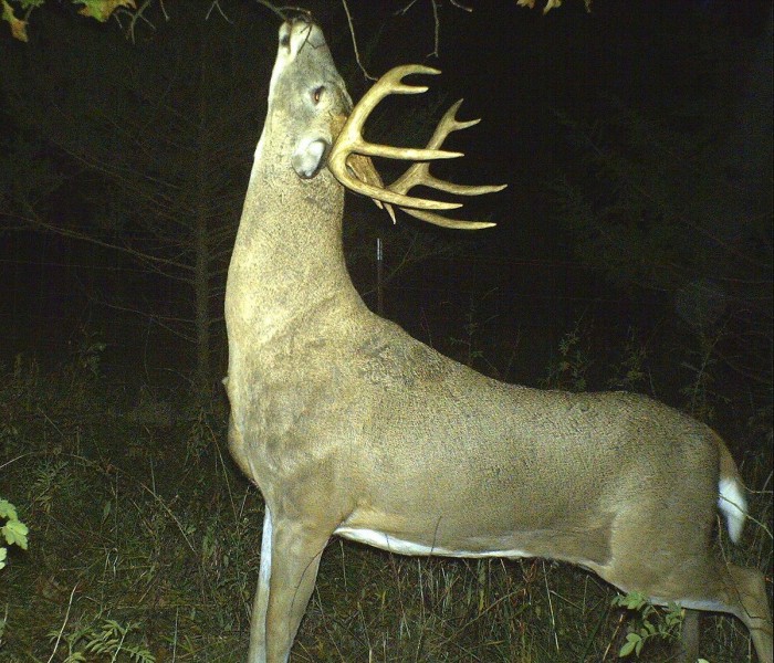Mid-October is well known for nocturnal buck activity. But early and late in the month offer some advantages.