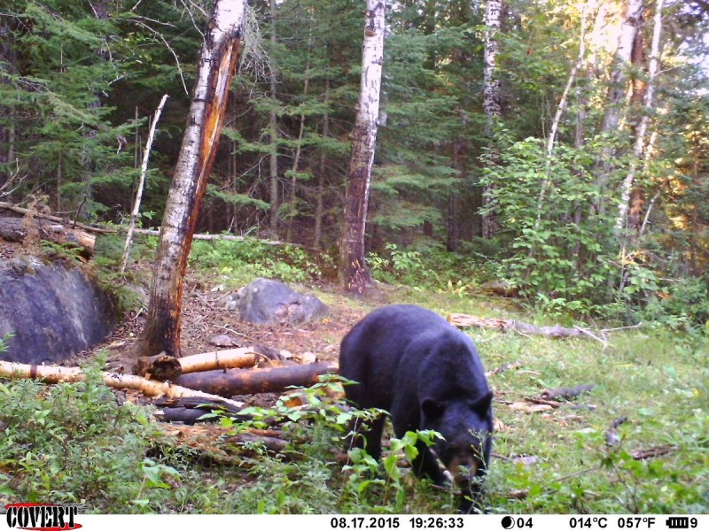 One of the bears the author saw on his Covert scouting camera during his semi-guided hunt.