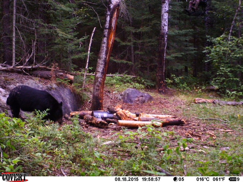 The author's bear approaches a bait site. The author can be seen in the upper-right corner.