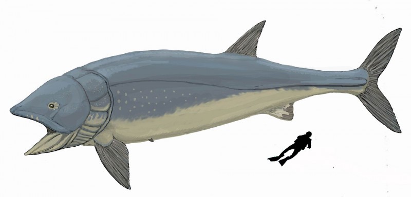 Leedsichthys with diver for scale. Image from Dmitry Bogdanov on the Wikimedia Commons.