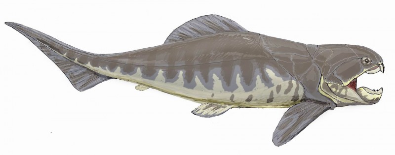 An artist's depiction of the fish. Image from Dmitry Bogdanov on Wikimedia. 