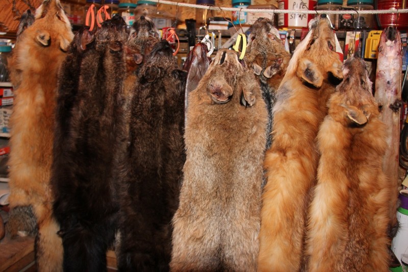 Coyote pelts from most areas of the United States have some value and the right pelts from the right places can fetch nearly $100 each as of late. 
