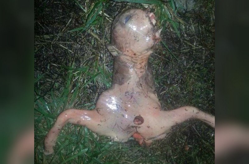 San Jose residents got a small scare over the weekend when rumors of an alien landing spread on the internet, but many now suspect that it is nothing more than a deer fetus. Image from Facebook.
