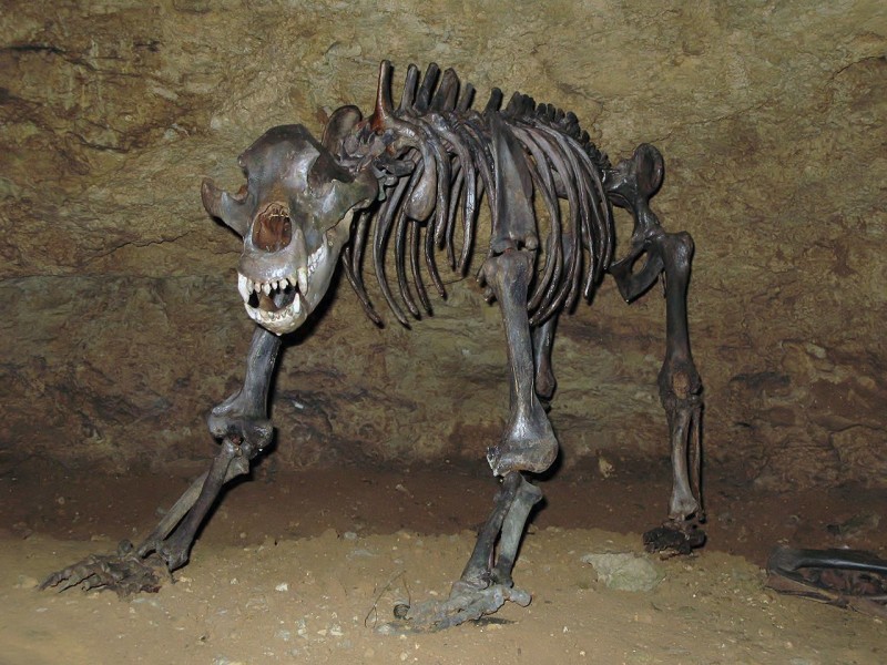 Bones of a cave bear found near Devil's cave. Image from Ra'ike on the Wikimedia Commons.