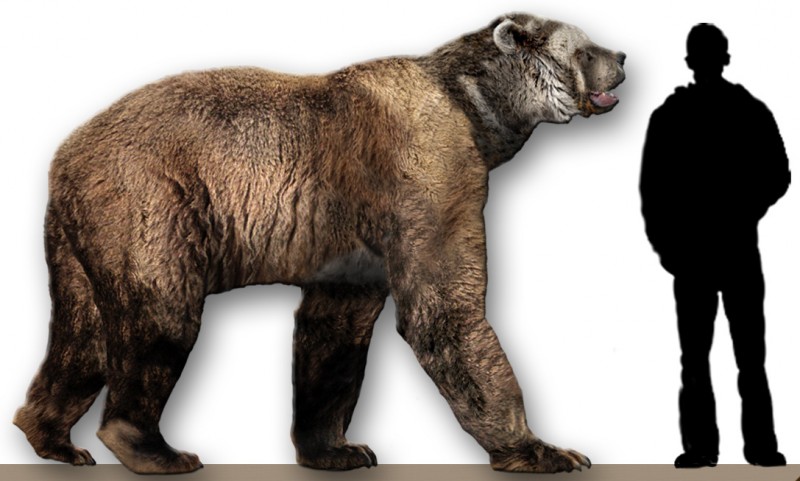 This is just an average-sized short-faced bear. Image from Dantheman9758 on the Wikimedia Commons. 