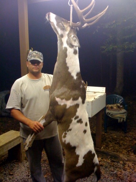 Ever see a piebald deer like this one?