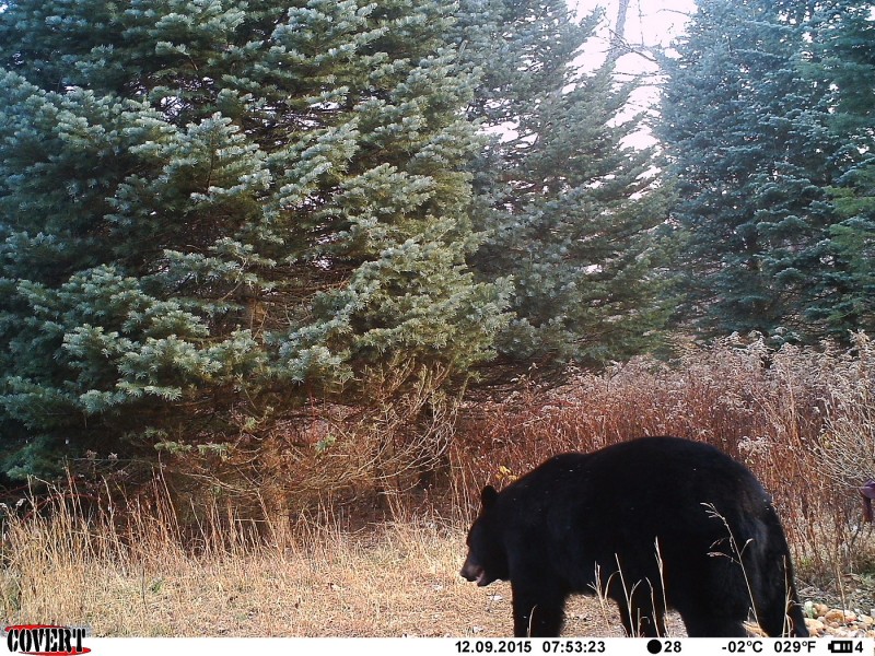 The Covert scouting camera photo showed that the bear was in the area. 