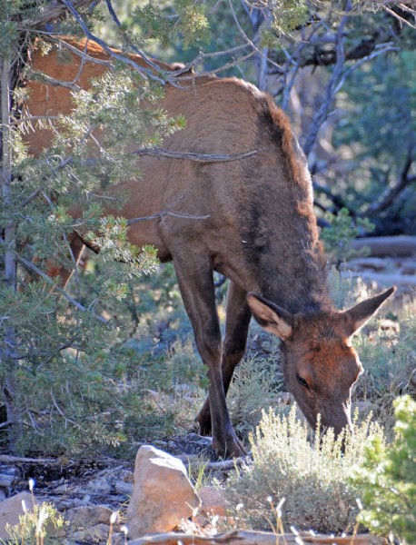 Elk given an experimental CWD vaccine in a Wyoming study contracted the disease faster and died sooner than elk not receiving it. CWD-stricken elk often drool in the disease’s advanced stages.