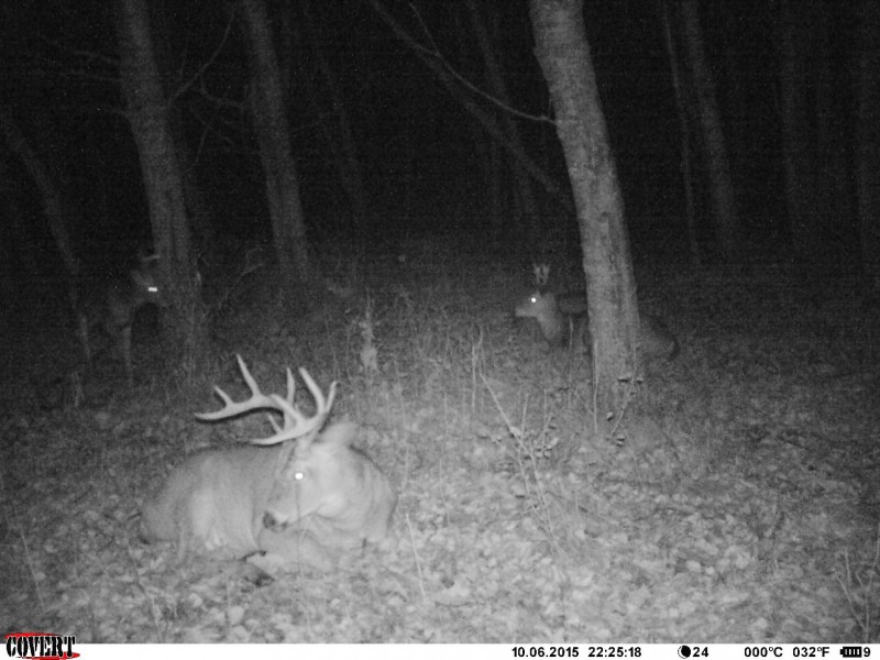 Black flash is invisible to deer and can be placed anywhere deer spend a lot of time, such as a bedding area, with little chance of alerting the deer to their presence. 