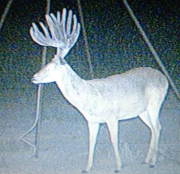 At only four years of age, the buck named Superbuck blew up into a giant scoring 208 inches. His potential was cut off too early.