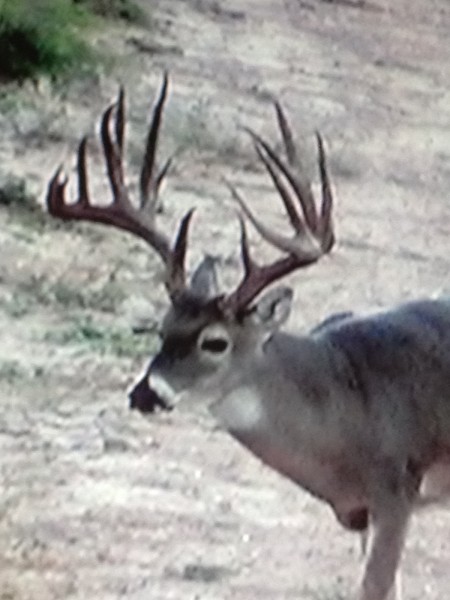 This photo was taken not long before the buck was shot and removed from the ranch and taken across state lines illegally.