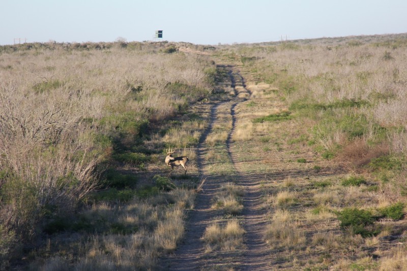The brush country of south Texas doesn’t look like typical whitetail habitat, but ranchers provide supplemental food and water so the deer thrive there. 
