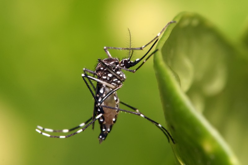 The dreaded Aedes aegypti mosquito. 