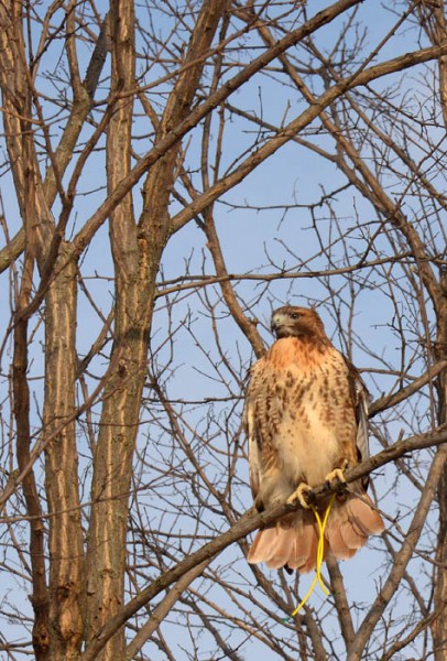 Nala, a red-tailed hawk, watches for rabbits while hunting Thursday in western Wisconsin.