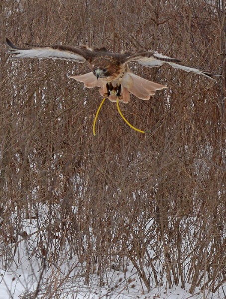 Nala, a 5-year-old red-tailed hawk, returns to her owner, Patrick LaBarbera, after hunting Thursday. The yellow wires on the hawk’s ankles are called “bullet jesses,” and help falconers control the bird while it’s on their fist. 