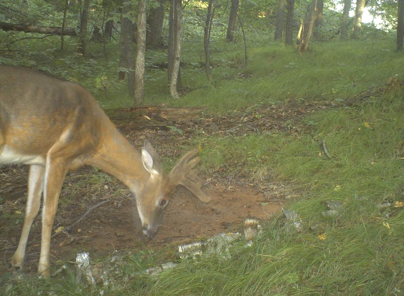 A mineral site on your property allows you to monitor the deer with a trail camera and watch their antler growth as well as the overall health of your deer herd.