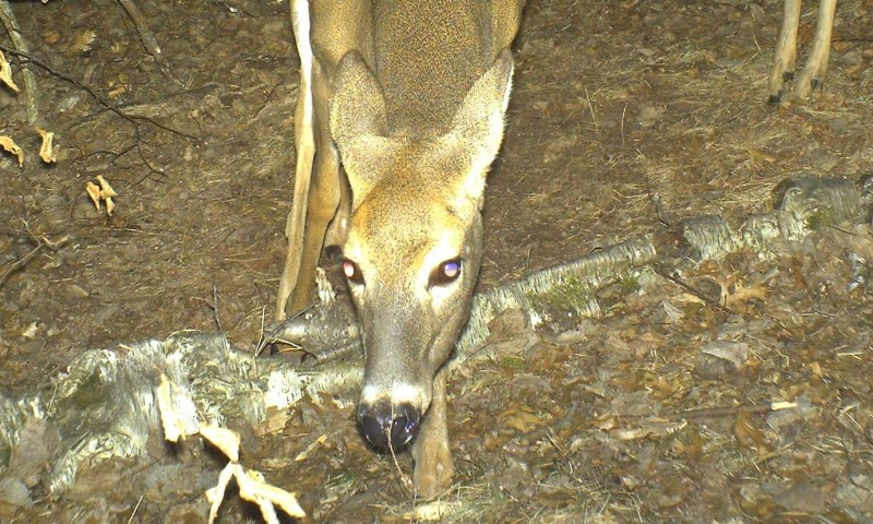 The deer’s sense of smell is truly amazing. My pant-leg brushed against this twig when I set the camera in place, the doe is smelling my scent on it. 