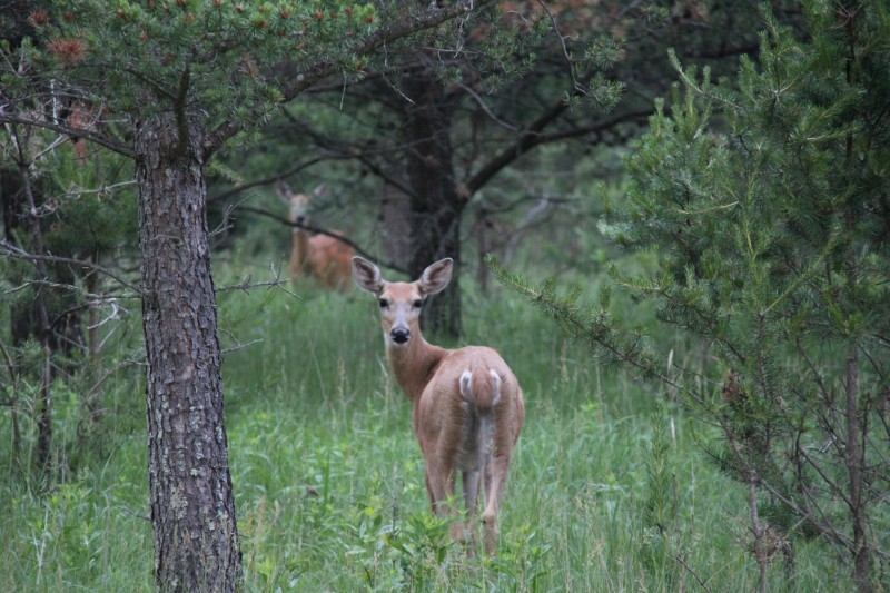 Deer can smell directionally because of the position and shape of their nostrils. This allows them to quickly determine the direction of danger, which they may or may not confirm by looking that direction before fleeing. 