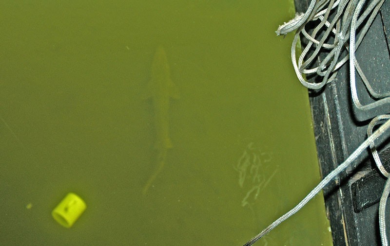 A small sturgeon swims through the light-green waters of Lake Poygan during a recent spearing season.