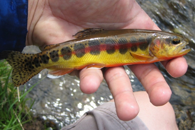 The Californian strain of golden trout, also known as the Kern River golden trout, is significantly different from palomino trout.