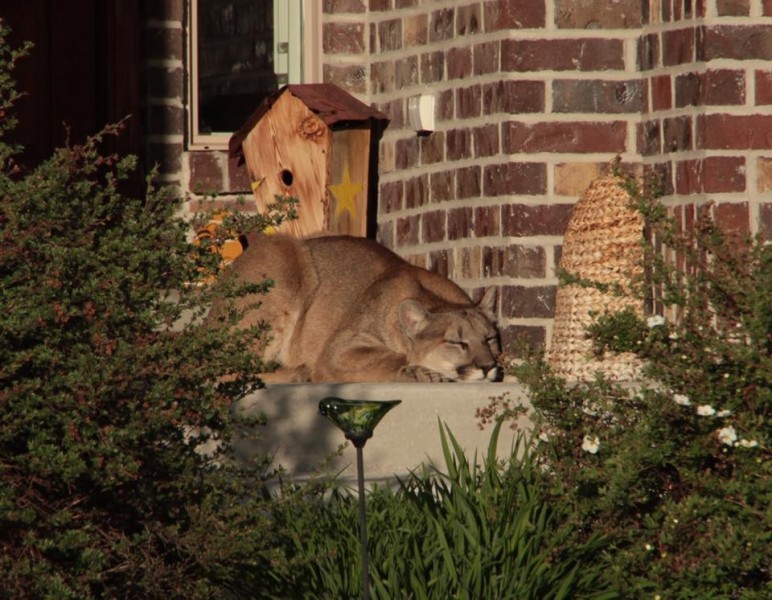 Mountain lion on porch 2 5-25-16