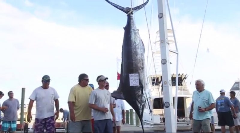633 pound billfish 6-21-16