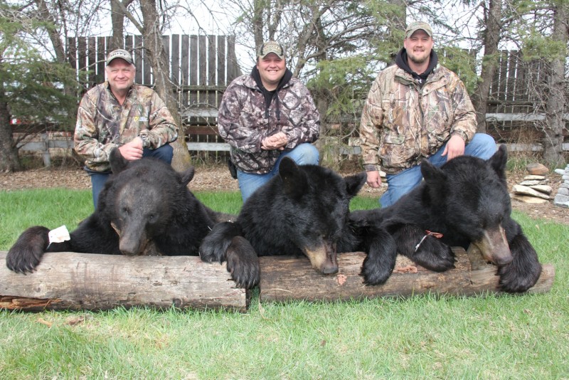 If you are interested in a black-colored black bear, your opportunities will be plentiful. Warren, Chad and Luke from Park Rapids, Minnesota, tagged out with these three mature bears on their first evening.