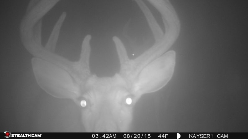 Don't check your cameras too often or deer will pattern you and become nocturnal.