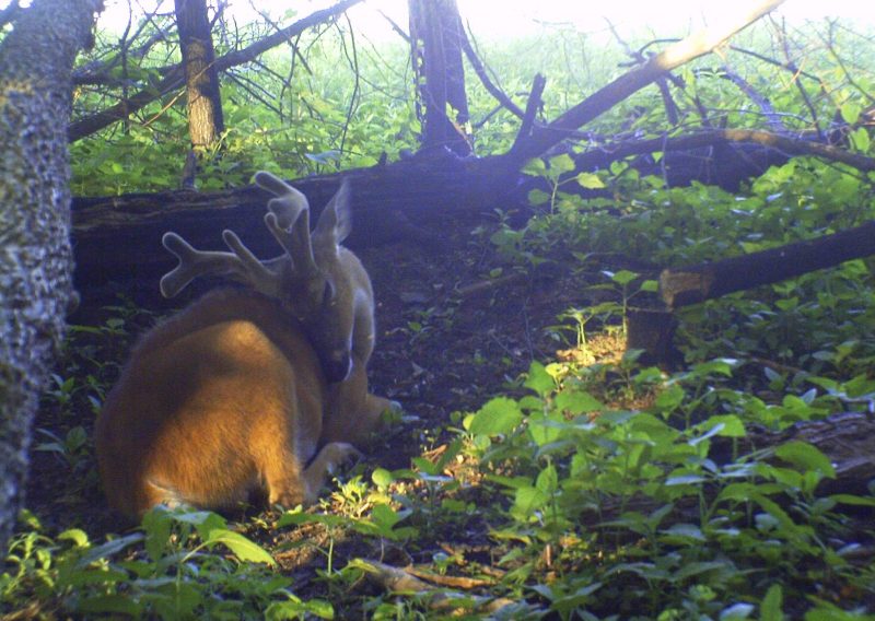 Creating individual whitetail beds might seem a little over the top, but this buck sure likes the idea. He’s lying in a bed created just for that purpose.