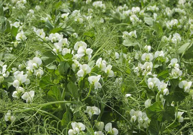 Winter peas are a great choice for cool season food plots.