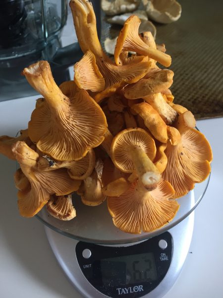 Chanterelle mushrooms; image by Jordon Korzenowski