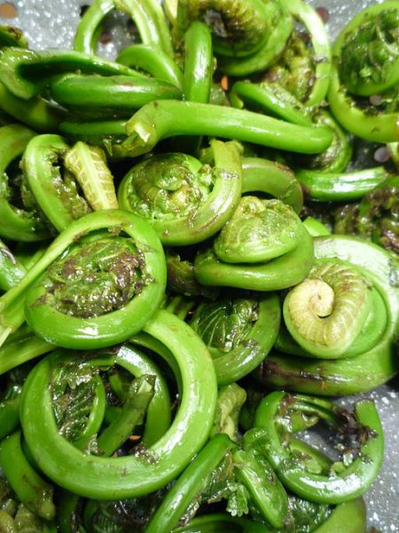 Fiddlehead ferns; image by Themightyquill from Wikimedia Commons