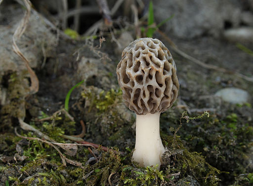 Morel mushroom; image by H. Krisp from Wikimedia Commons 