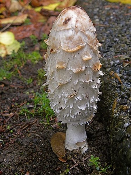 Shaggy mane mushroom; image by Peter Stevens from Wikimedia Commons