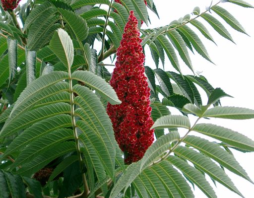 Staghorn sumac; image by Daniel Fuchs from Wikimedia Commons